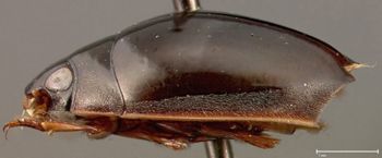 Media type: image;   Entomology 23059 Aspect: habitus lateral view